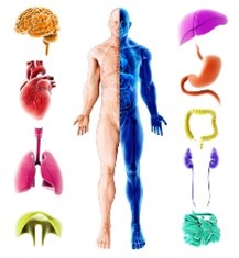 Anatomy & Physiology